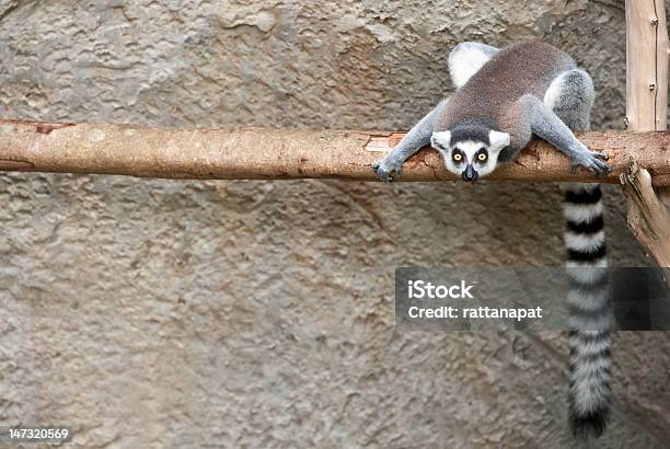 Photo libre de droit de Maki banque d'images et plus d'images libres de droit de Animaux à l'état sauvage - Animaux à l'état sauvage, Beauté de la nature, Blanc