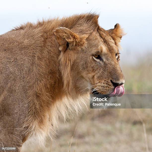 Maschio Leone Africano Del Masai Mara - Fotografie stock e altre immagini di Africa - Africa, Animale, Animale da safari