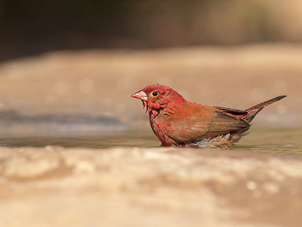 Red-billed Firefinch stock photo
