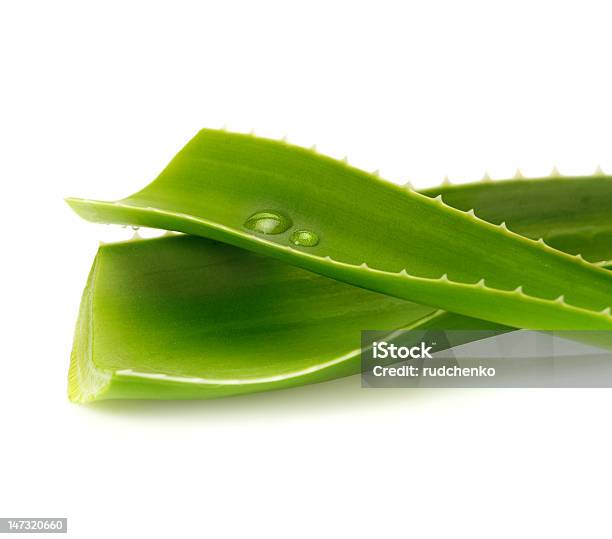 Fresca Foglia Di Aloe Vera - Fotografie stock e altre immagini di Acqua - Acqua, Aloe, Close-up