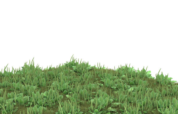 istock Field of grass isolated on background. 3d rendering - illustration 1473206639