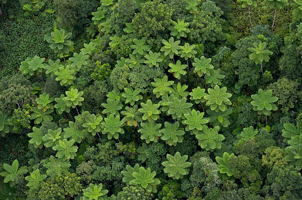 Selva profunda - foto de acervo