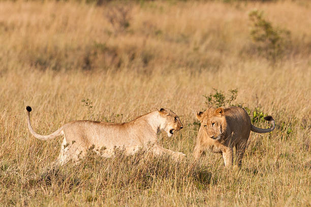 istock Lions in the Maasai Mara 147320704