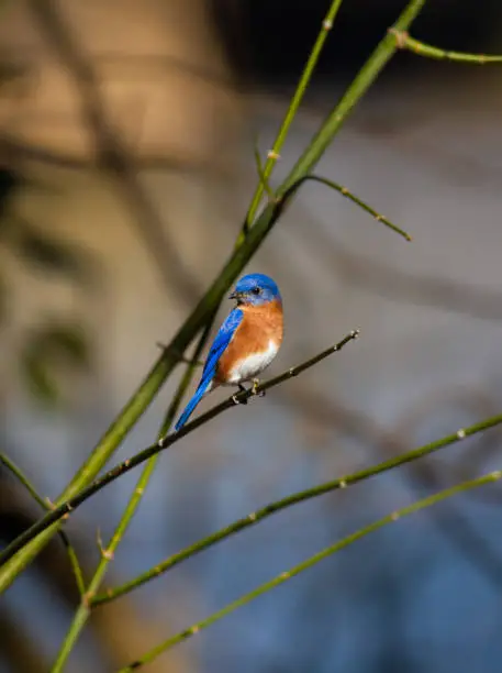Eastern Bluebird perched on tree branch