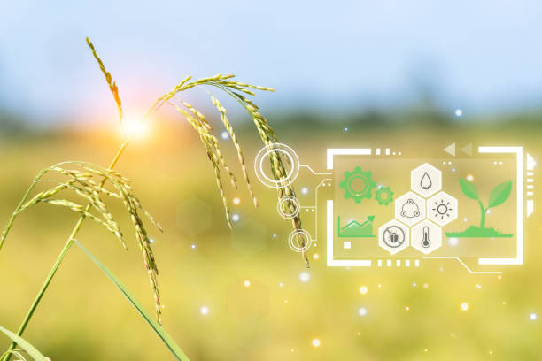 istock Smart Farm, Nature of rice field on rice paddy 1473208283