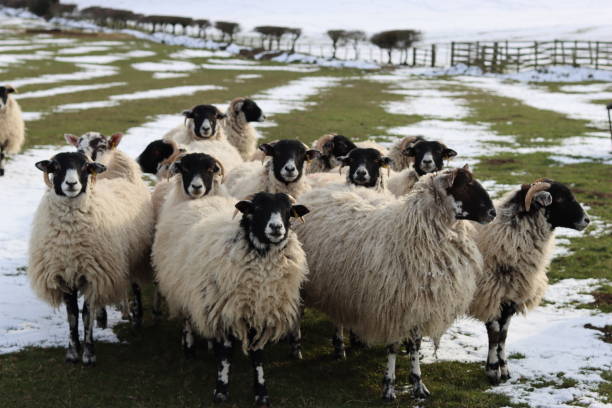 istock Flock of sheep standing in a snow covered field surrounded by a wintry landscape 1473208407