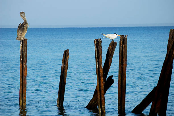 istock Pelican and seagull on metal sleepers 147320882