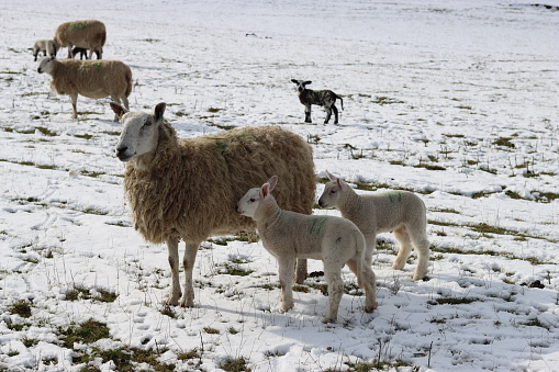 Sheep with small lambs in a snow covered field