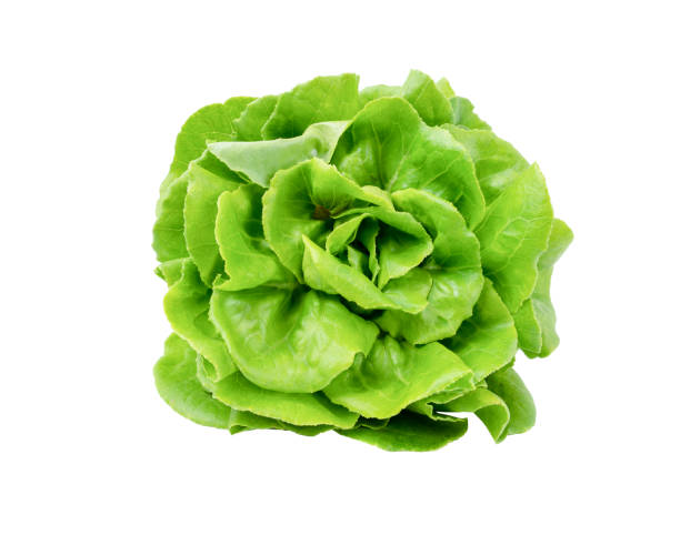 istock The Freshness butterhead lettuce isolated on white background 1473209651