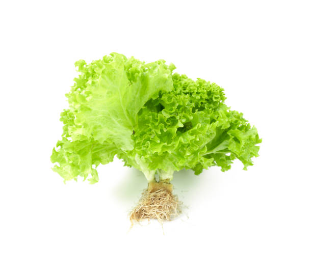 istock The Freshness Lettuce Coral isolated on white background 1473209653