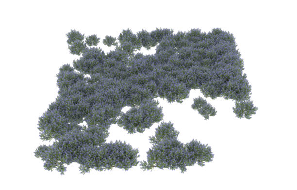 istock Field of grass isolated on background. 3d rendering - illustration 1473210737