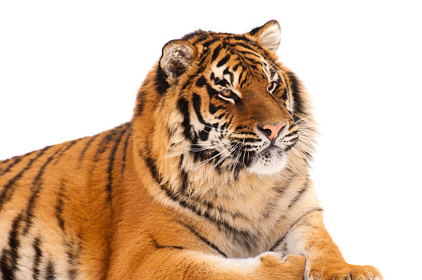 istock tiger isolated on the white background 147321125