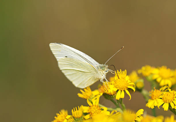 istock White butterfly in the pasture 147321188