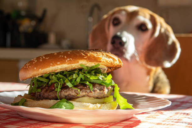 Cheeseburger in close-up on the kitchen table with a blurred beagle dog in the background - fotografia de stock