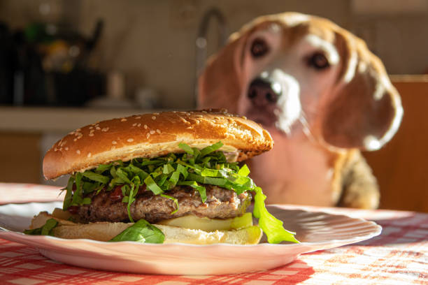 Cтоковое фото Чизбургер крупным планом на кухонном столе с размытой собакой-биглем на заднем плане