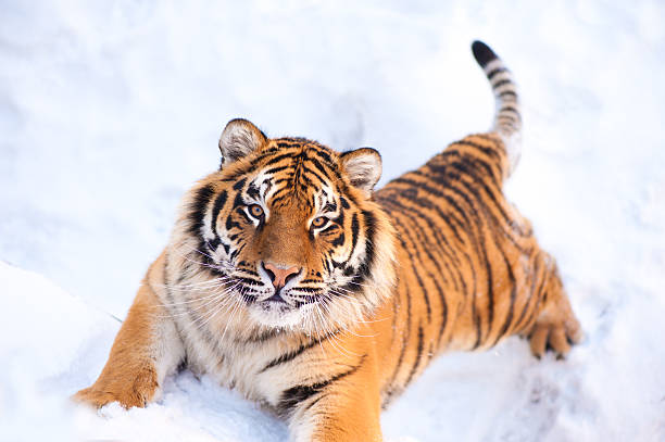 istock tiger on the snow 147321240