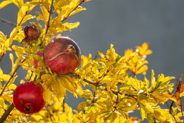 Dojrzałe granaty na drzewie jesienią – zdjęcie