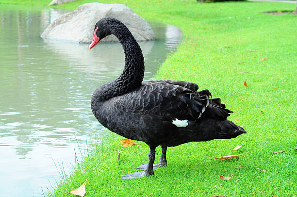 istock black swan at pool 147321256