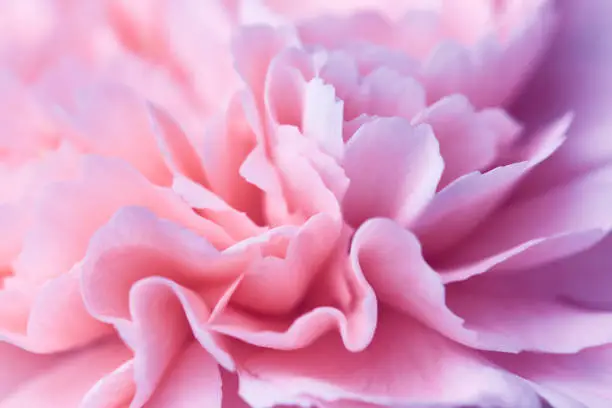 Beautiful pink carnation flower close up