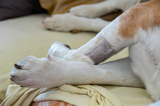 istock Shaved paw of a dog lying on the bed under anesthesia. 1473213045