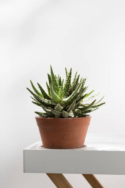 istock Aloe christmas carol. 1473214370