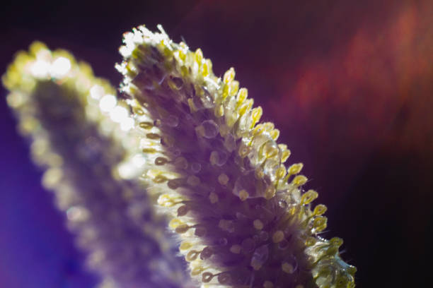 Closeup view of willow tree green buds