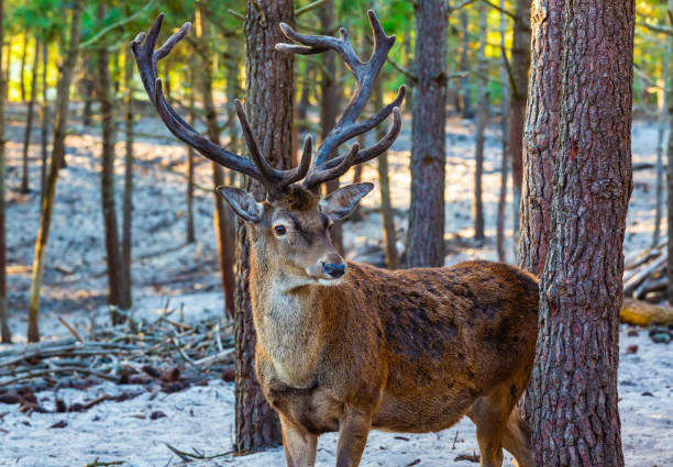 istock Twilight Encounter: A Deer in a sand Woods 1473214693