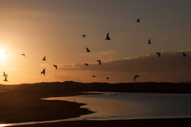 istock Silhouette of seagulls flying 1473215215