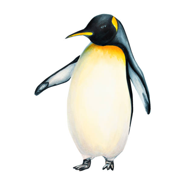 istock Watercolor king penguin isolated on white background. Hand painting realistic Arctic and Antarctic ocean mammals. For designers, decoration, postcards, wrapping paper, scrapbooking, covers, logos, invitations, posters and textile 1473215664