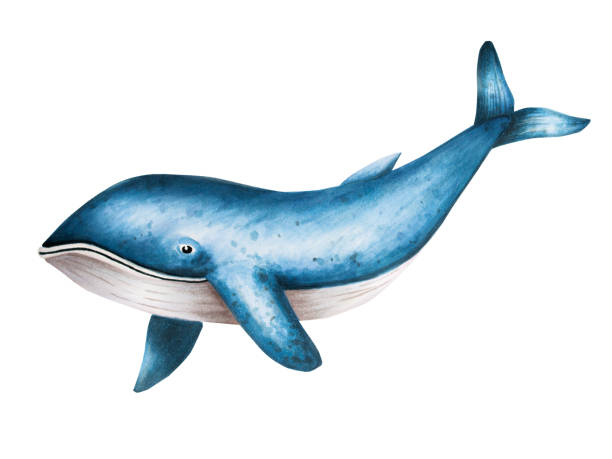 istock Watercolor blue whale isolated on white background. Hand painting realistic Arctic and Antarctic ocean mammals. For designers, decoration, postcards, wrapping paper, scrapbooking, covers, logos, invitations, posters and textile 1473216199