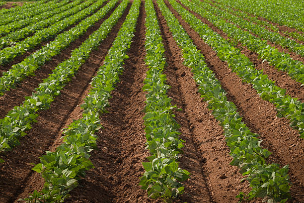 istock Agricultural land with row crops 147321645