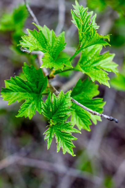 istock Beautifull blooming plant by the spring 1473216888