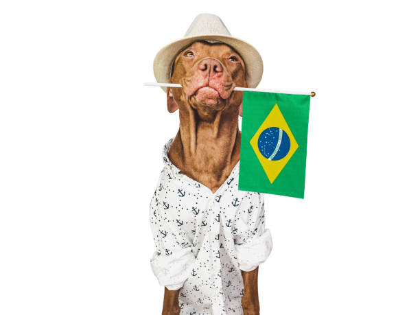 istock Charming puppy, sun hat and Brazilian flag 1473216913