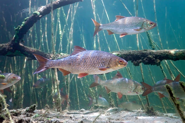 istock Schoal of roach in the lake 147321747