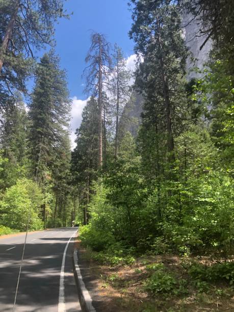 istock Driving through Yosemite National park - California 1473217542