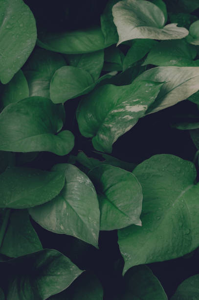 istock abstract green dark texture, nature background, tropical leaf 1473217771