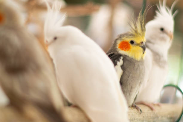 istock Group of Cockatiels 1473218808