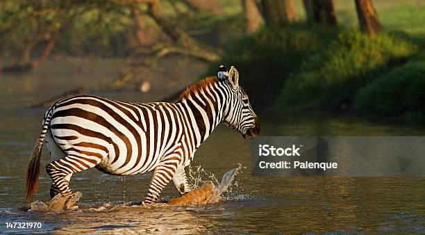 Zebra 에서 나쿠루 호 국립 공원 캐냐 나쿠루 호 국립 공원에 대한 스톡 사진 및 기타 이미지 - 나쿠루 호 국립 공원, 동물, 동물 목