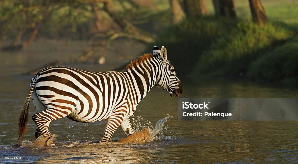 Zebra no Parque Nacional do Lago Nakuru, Quênia - Foto de stock de Animais de Safári royalty-free
