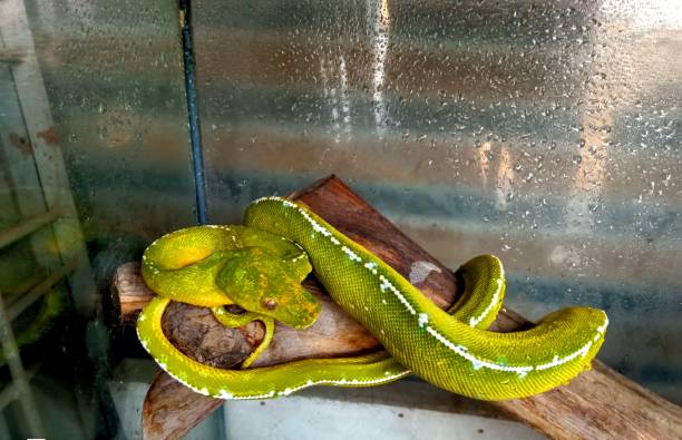 1,200+ Green Tree Python Stock Photos, Pictures & Royalty-Free Images ...