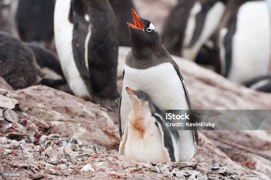 Pinguim Gentoo e chick, adulto, com a boca aberta, Antártica - Foto de stock de Animal royalty-free