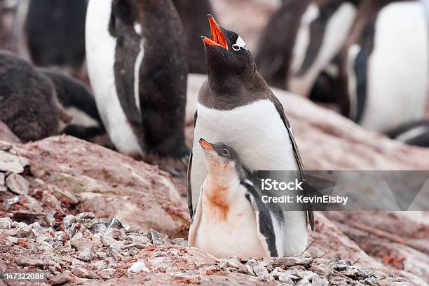 Foto de Pinguim Gentoo E Chick Adulto Com A Boca Aberta Antártica e mais fotos de stock de Animal