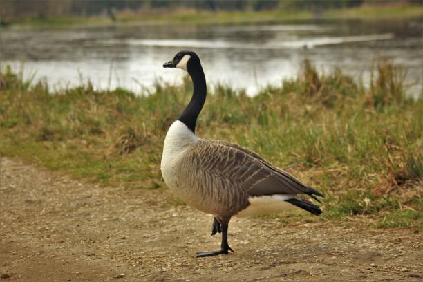 istock Canada Goose walking on a path by the waters edge 1473221592
