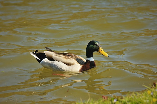 A male Mallard duck (Anas platyrhynchos) swimming on the waters edge on a sunny day