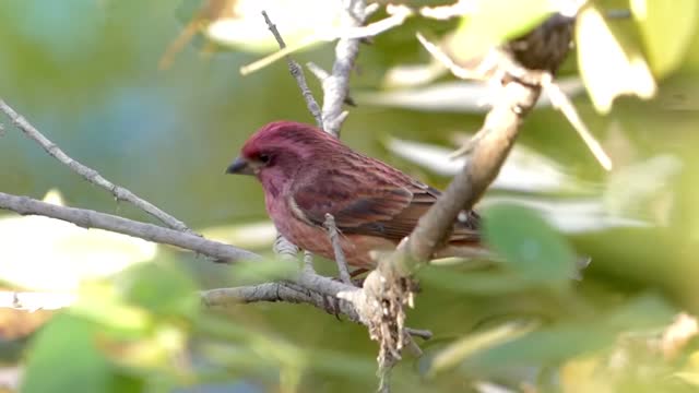 Purple finch - looking at camera perched in a tree