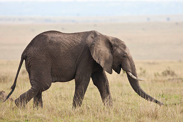 istock African elephant in the Maasai Mara, Kenya 147322218