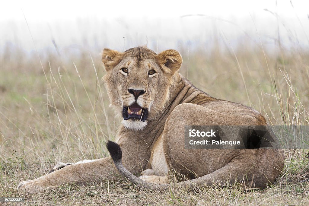 Maschio Leone africano del Masai Mara - Foto stock royalty-free di Africa