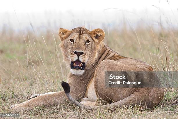 Maschio Leone Africano Del Masai Mara - Fotografie stock e altre immagini di Africa - Africa, Animale, Animale da safari