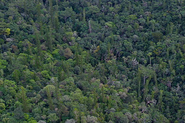 Floresta profunda - foto de acervo