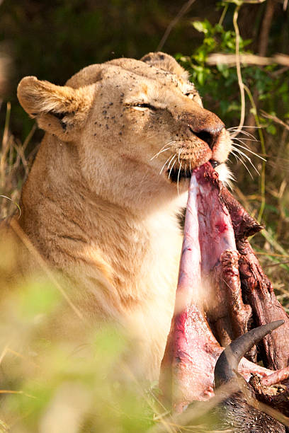 istock Lioness in the Maasai Mara 147322456